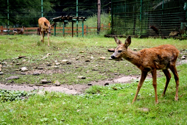 Povestea ieduţului care şi-a găsit o familie la ZOO