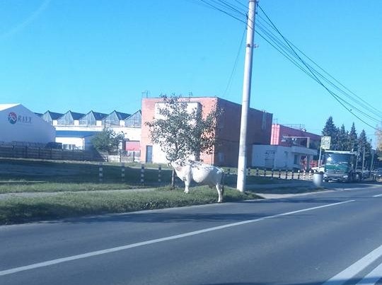 Văcuță simpatică, la păscut într-un cartier sibian