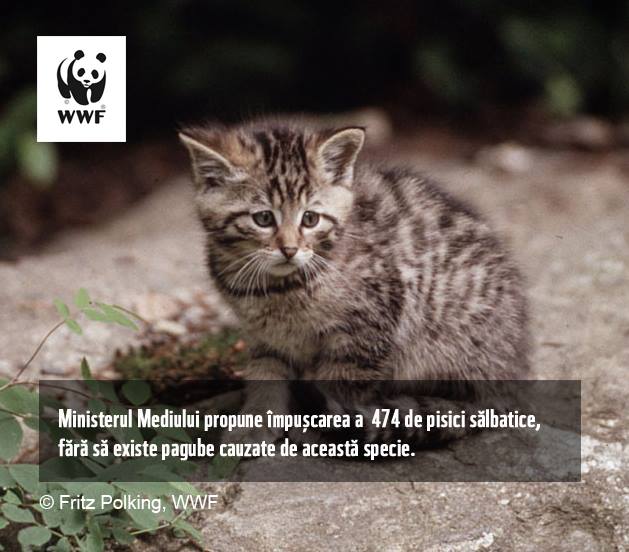 1700 de animale sălbatice trăiesc în contratimp