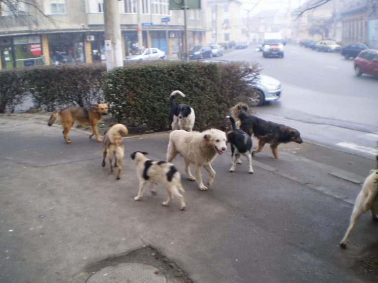 Poveste fără sfârșit: Primăria vrea să facă un Centru de Ecarisaj
