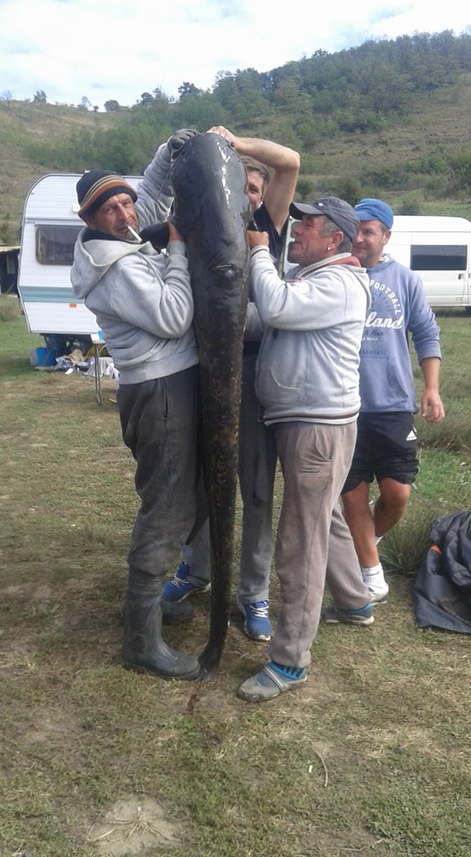 GALERIE FOTO – „Monstru” de 70 de kilograme pescuit lângă Mediaș