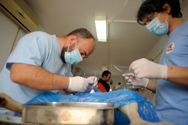 Peste 250 de pisici și câini sterilizați gratuit la Șelimbăr