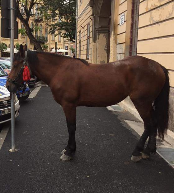 FOTO: Un cal s-a plimbat liniştit până în centrul Sibiului
