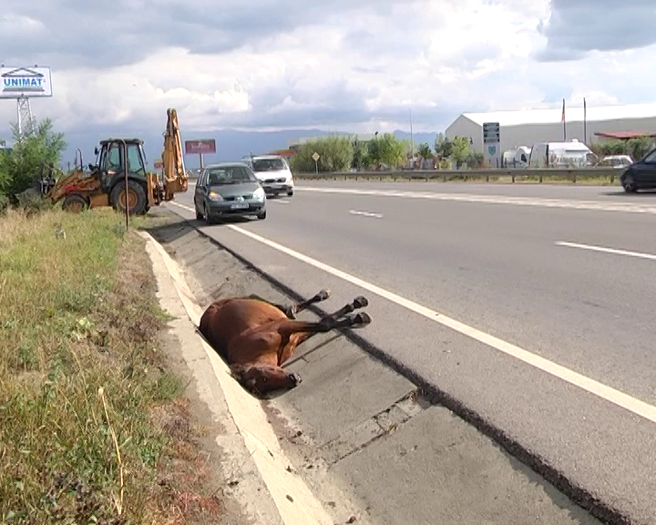 VIDEO: Un cal mort a zăcut aproape 24 de ore pe DN1, animalul a fost lovit de o maşină