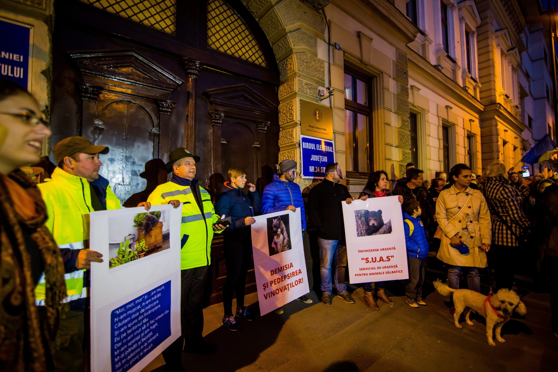 FOTO-VIDEO: Protest împotriva împuşcării ursului rătăcit în Sibiu