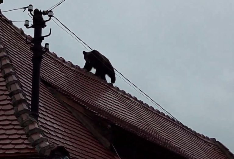 Video: Noi imagini cu ursul pe strazile orasului