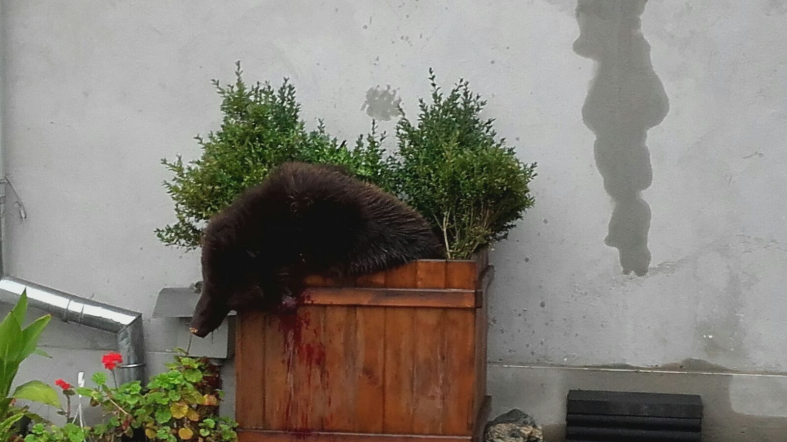 VIDEO: Momentul în care ursul a fost împuşcat. Decizia autorităţilor a stârnit reacţii virulente