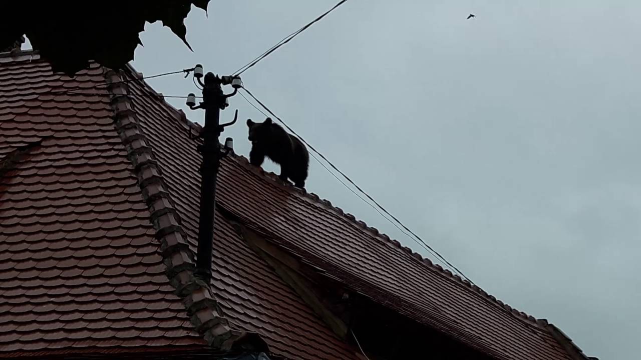 28 de apeluri la 112 pentru a semnala prezența puiului de urs