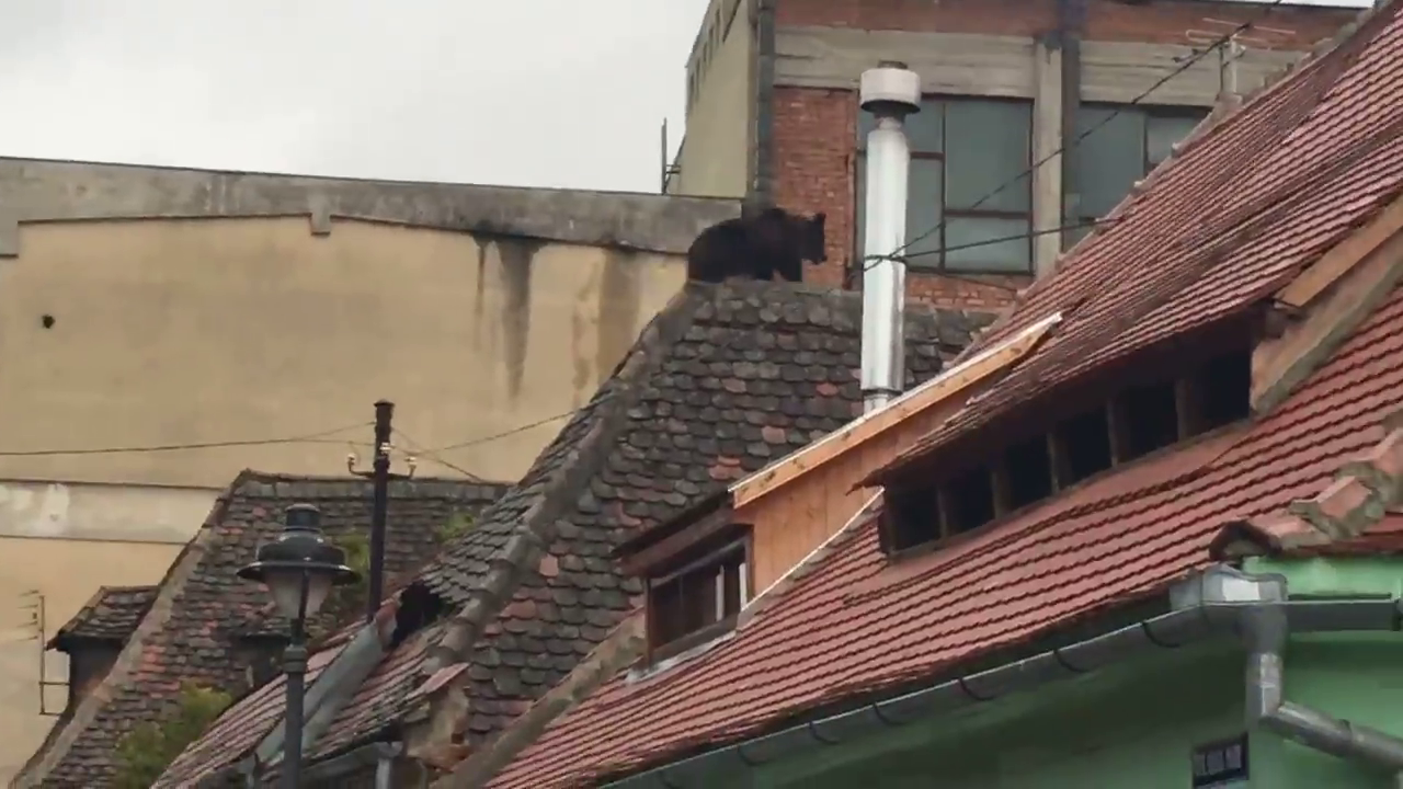 VIDEO: Un urs s-a plimbat prin tot oraşul, animalul a fost împuşcat după mai bine de trei ore