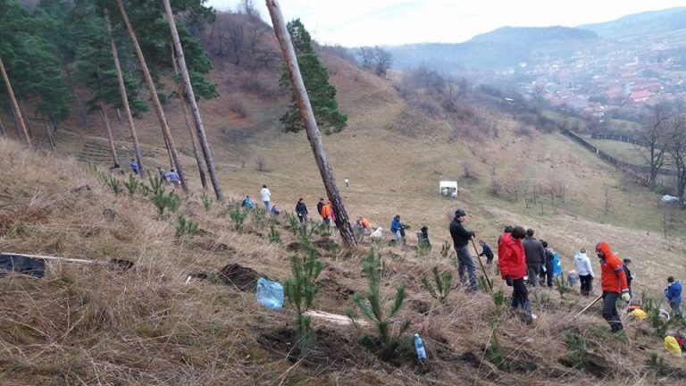 GALERIE FOTO – Unii cu tăierile, alții cu plantările. 500 de pini plantați în weekend