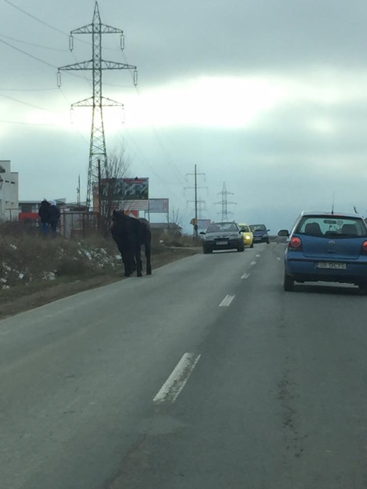 Doi cai la plimbare pe Calea Cisnădiei