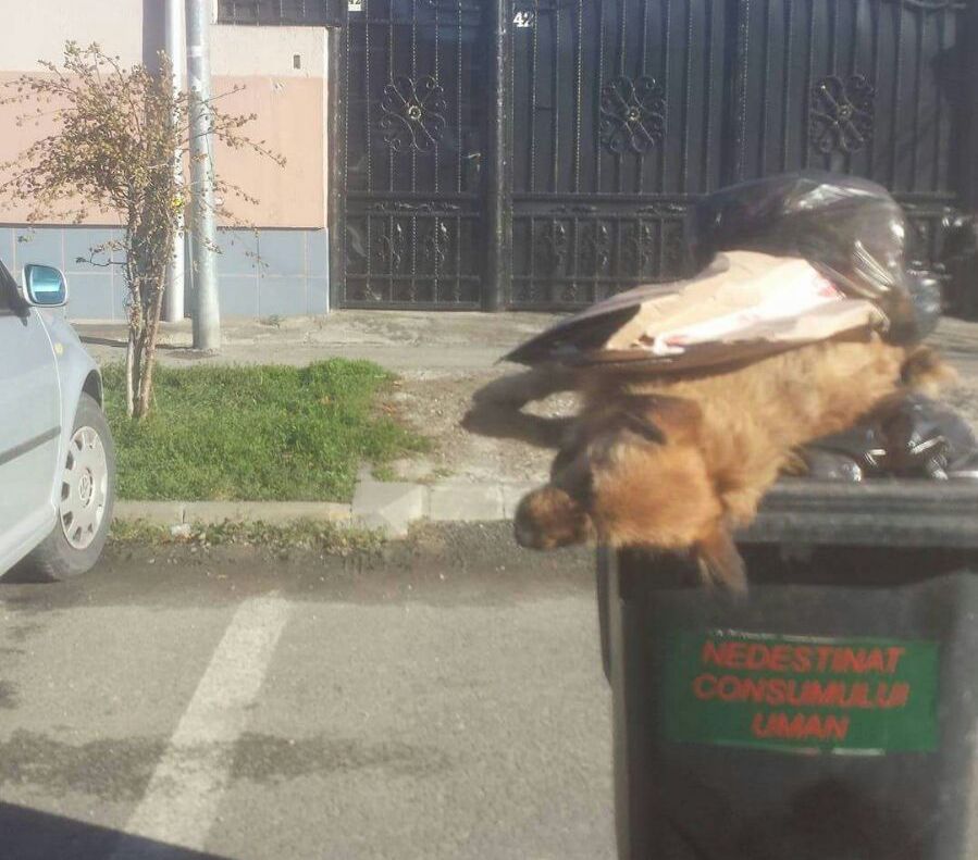 FOTO: Colectare selectivă în Sibiu: câine mort aruncat în tomberon