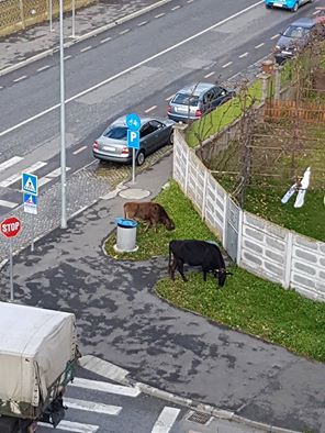 Vaci la păscut, în Valea Aurie