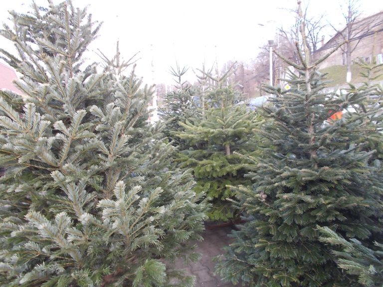 Polițiștii au controlat un depozit în care se aflau brazi de Crăciun. Ce au descoperit