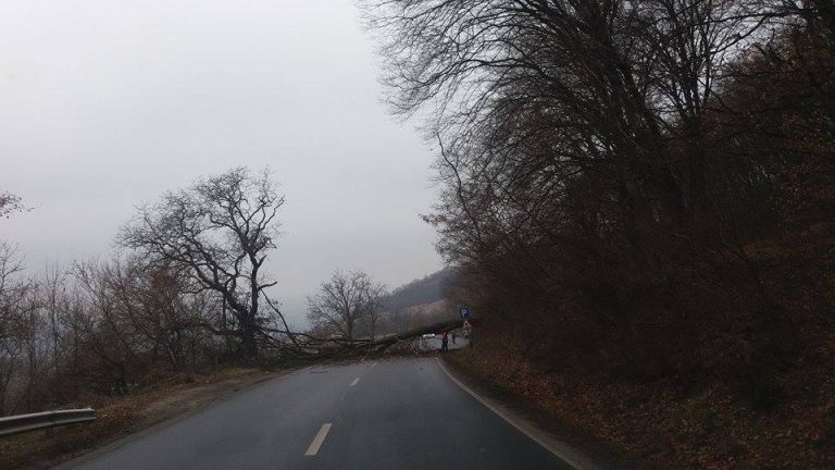 GALERIE FOTO – Drum Naţional blocat de un copac