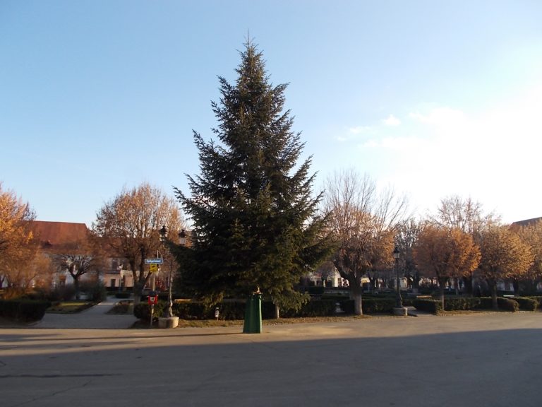 GALERIE FOTO – Brad autentic în locul „bradului metalic” în centrul istoric din oraș