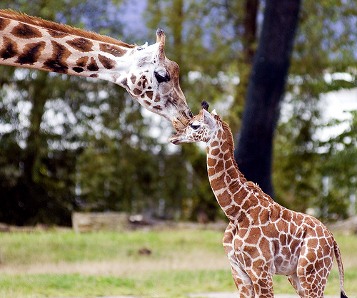 Animale condamnate la suferință: ONG-urile cer DESFIINȚAREA grădinilor zoologice