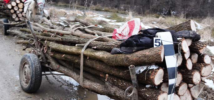 Dosare penale pentru trei tineri prinși la furat lemne