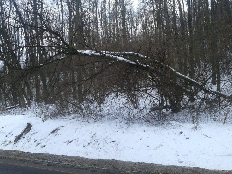 FOTO – Curentul electric ar putea fi oprit de un copac