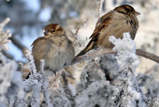 Gerul a impus măsuri speciale pentru animalele de la ZOO