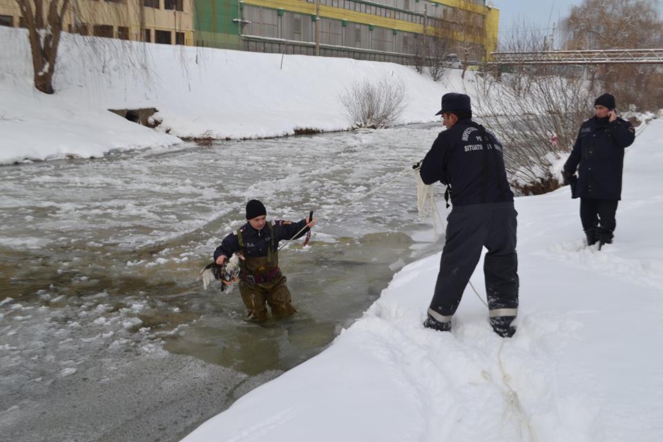 FOTO: Intervenţie inedită a pompierilor, au salvat două raţe sălbatice