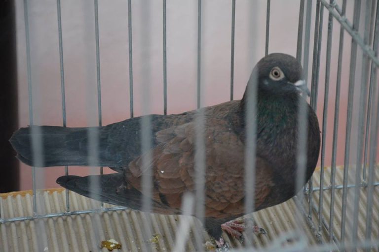 „Metoda Porumbelul”, cea mai nouă tactică a hoților. Un vârstnic a rămas fără zeci de mii de lei și bijuterii din aur