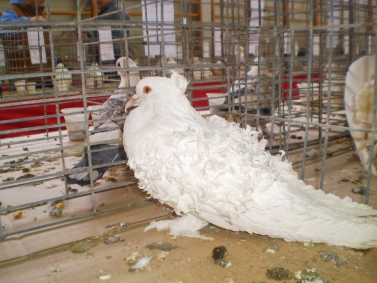 Expoziție de porumbei, iepuri și găini de rasă
