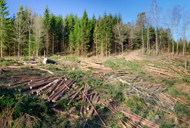 ”Prima împădurire” oferă 6.000 de euro pe hectar românilor care îşi împăduresc terenurile