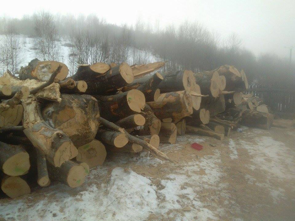 Descinderi la firmele de prelucrare a lemnului, s-au dat amenzi usturătoare