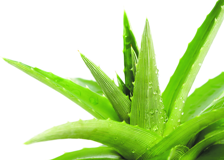 Aloe – beneficii