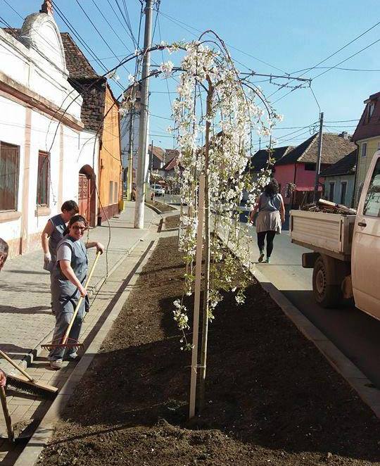GALERIE FOTO – Cireși ornamentali japonezi plantați în oraș