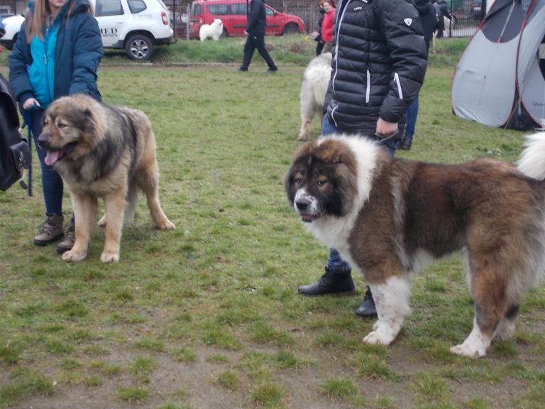 GALERIE FOTO – Peste 250 de câini au făcut show la Expo Canis Mediensis