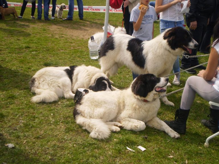 Câinii fac spectacol într-o super expoziție canină