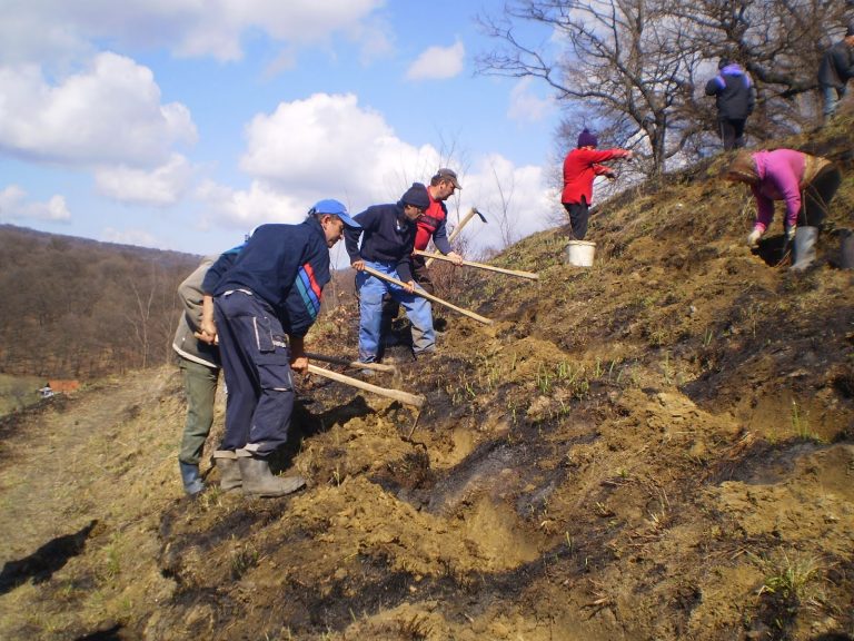 Mii de arbori și arbuști vor fi plantați în weekend