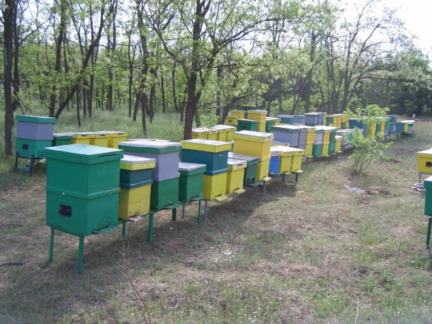 Hoții i-au furat 11 stupi