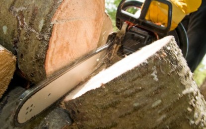 Condamnat la închisoare pentru tăiere de arbori
