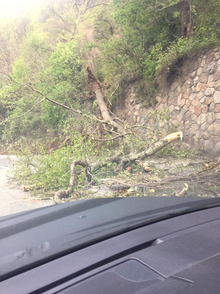 FOTO – Trafic îngreunat pe DN 7. Un copac a ajuns pe șosea