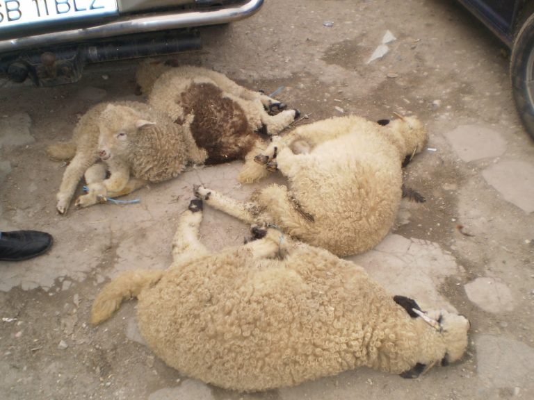 RAPORTOR LOCAL. În alertă alimentară și sanitară de Paști. A început caruselul veștilor îngrijorătoare