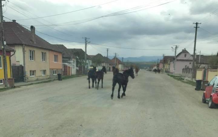 Mai mulţi cai au ieşit la plimbare prin Turnişor