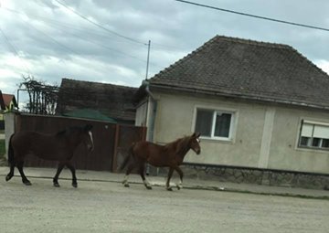 Important de la DSVSA Sibiu: Măsuri pentru supravegherea, prevenirea şi combaterea Anemiei Infecţioase Ecvină