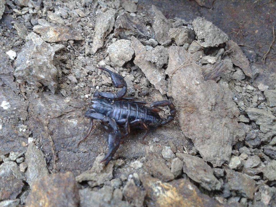 FOTO: Scorpion negru pe Valea Oltului