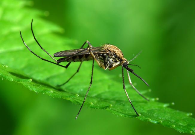 O nouă dezinsecție împotriva țânțarilor în următoarele zile