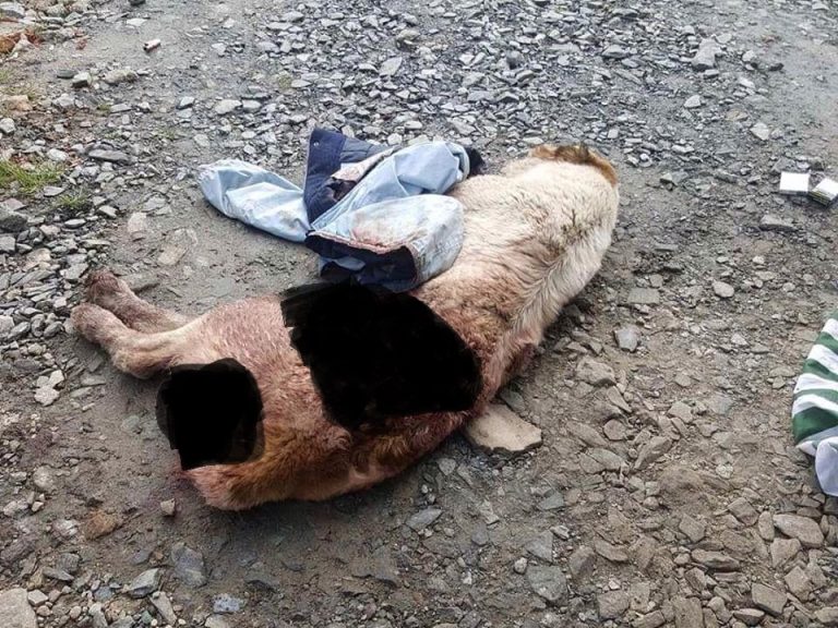 Dosar penal pentru că au maltrat un câine. Doi bărbați riscă să facă pușcărie