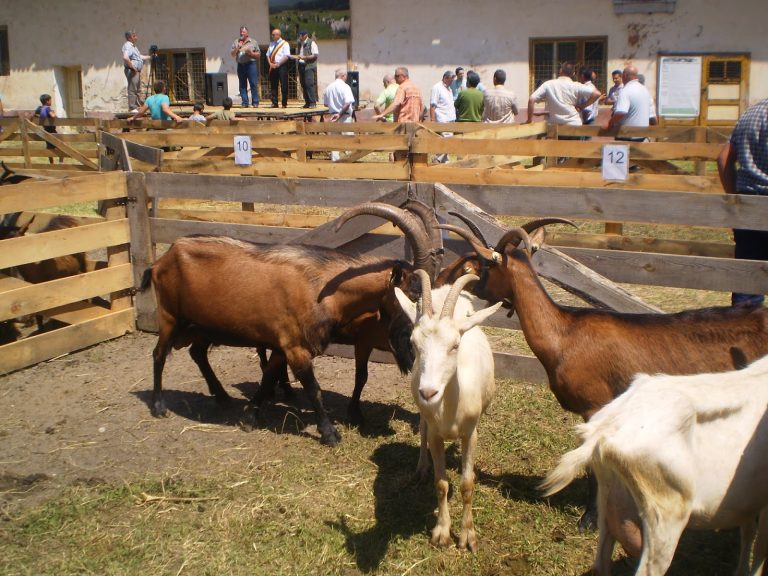 Festivalul Caprei și a Produselor Tradționale de Capră