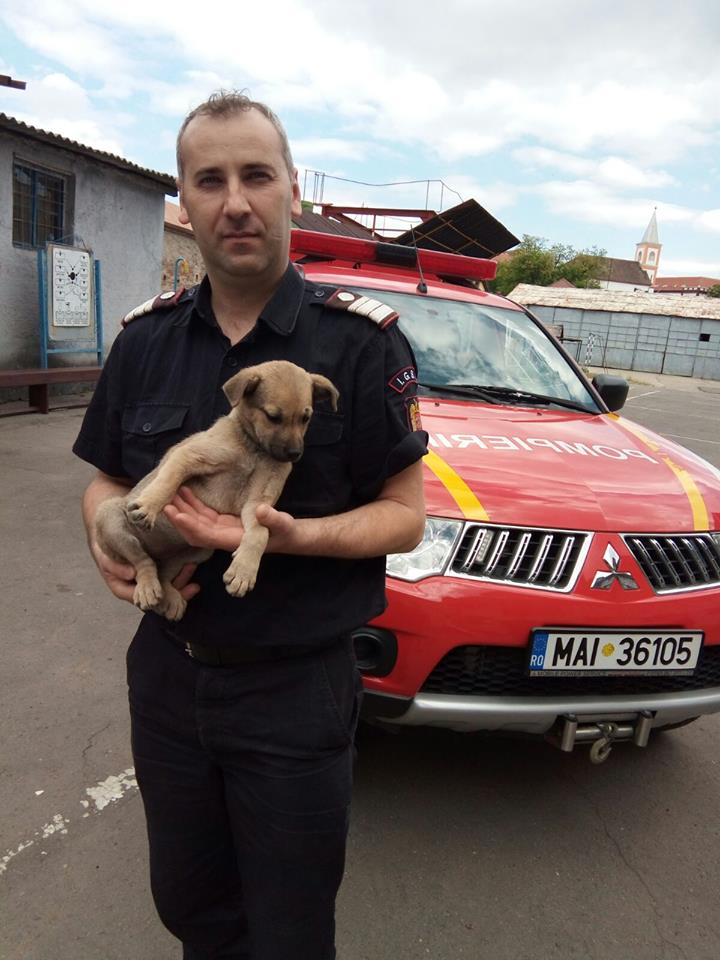 Cățelul salvat din canal, adoptat temporar de pompierii din Mediaș