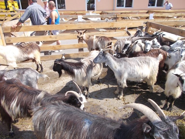 ALERTĂ în zootehnie: Circulația oilor și caprelor, blocată în județul Sibiu timp de 30 de zile