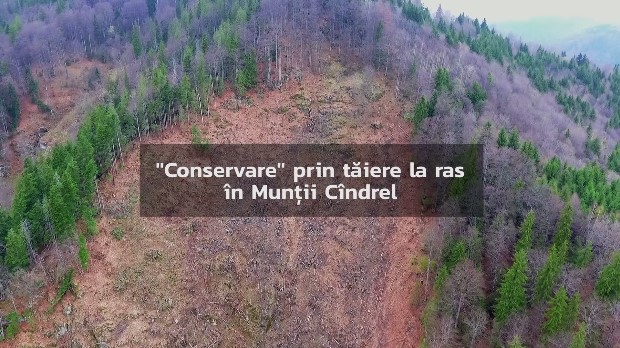 UPDATE: Greenpeace reclamă tăierea a o sută de hectare de pădure, pe Valea Sadului