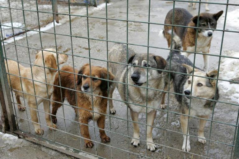 Bărbat și fetița lui de 6 ani, la un pas să fie atacați de 8 maidanezi