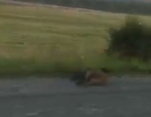VIDEO: Şapte porci mistreţi loviţi de o maşină pe drumul dintre Şelimbăr şi Cisnădie