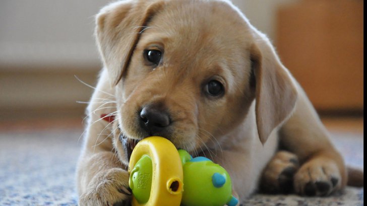VIDEO: Campanie de sterilizare gratuită pentru câini și pisici, la Mediaș